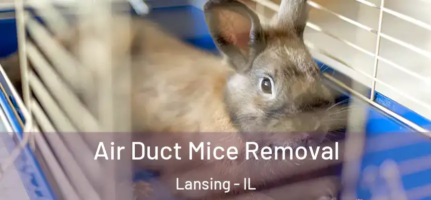 Air Duct Mice Removal Lansing - IL
